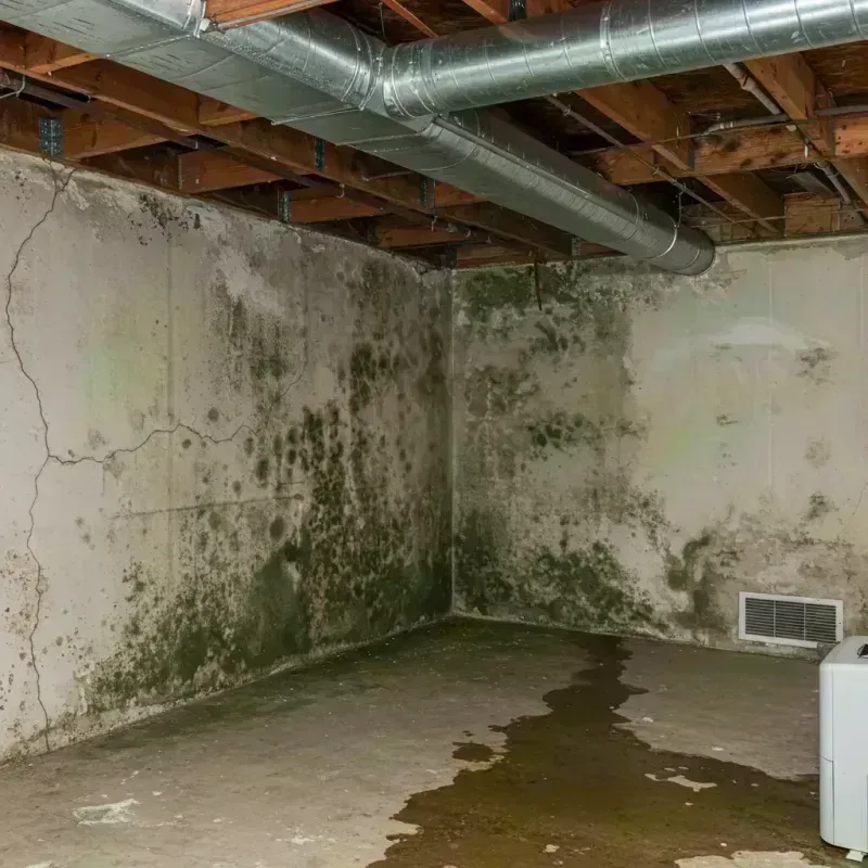 Professional Mold Removal in Douglasville, GA